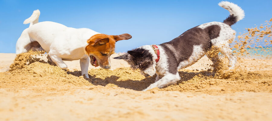 Why Do Dogs Dig? The Reason Behind the Behavior